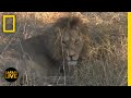 Safari Wildlife Behavior and Challenges