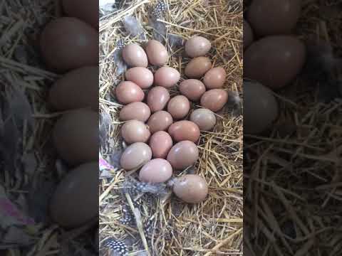 بيض دجاج الفرعوني