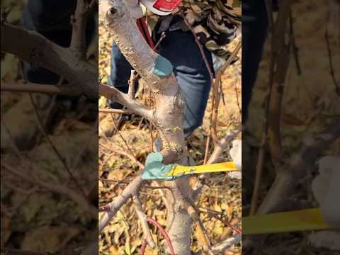 Protecting Your Fruit Trees After Pruning #farmingtech