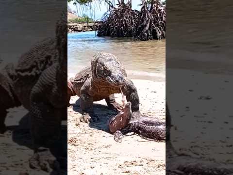 Eel vs. Komodo: Jaw-Dropping Encounter! watch till the end !🐍🦎 #eel #viralmoment #ViralVideo #komodo