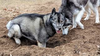 Mud Puppy Season Returns! My Dogs Digs a MASSIVE Hole!
