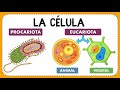 Cuestionario sobre Células