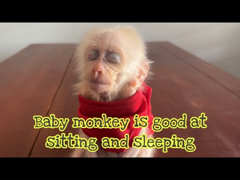 Baby monkeys are good at sitting and sleeping 😴