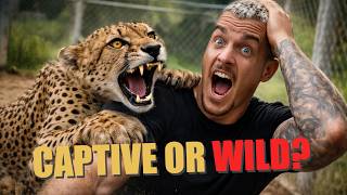 Cheetah Attack during Filming a Documentary about Captivity - Dean Schneider