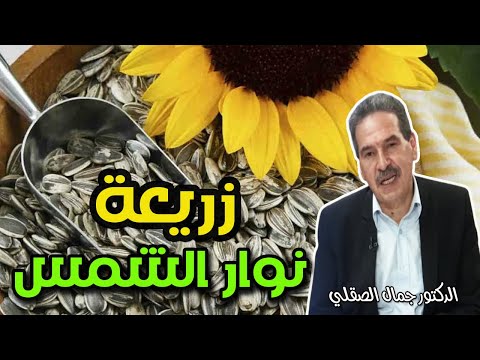 فوائد مهمة للزريعة الكحلة  نوار الشمس ليست للتسلية فقط   -  الدكتور جمال الصقلي  -