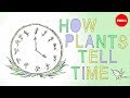 Understanding Plant Circadian Rhythms