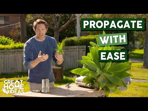 Easy Propagation Tips For a Gorgeous Garden | Great Home Ideas