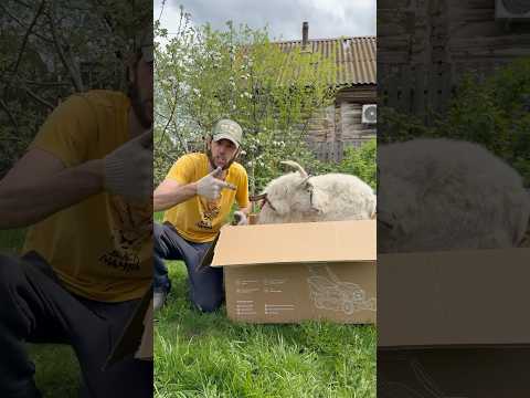 Выбирайте правильную газонокосилку☝🏼 Коза vs Nocord🤣 Артикул: 51118407677