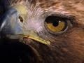 Golden Eagle and Its Prey