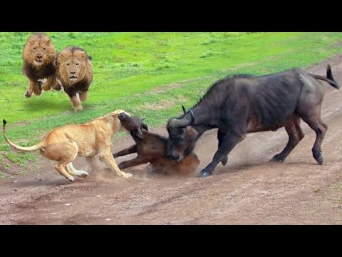 Nyati akimkomboa mwanae BUFFALO SAVE CALF FROM LIONS ATTACK