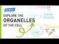 Cell Organelles and Their Functions