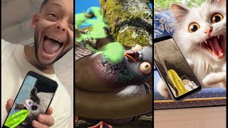 Tom sings vs cat (part 3)