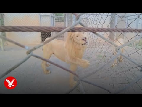 YouTube video thumbnail: Malnourished Lions Rehoused After Being Caught up in Thailand-Cambodia Conflict