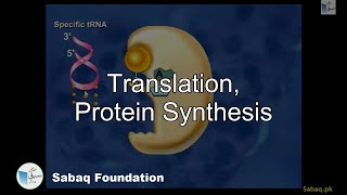 Translation, Protein Synthesis