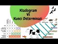 Understanding Cladograms and Dichotomous Keys