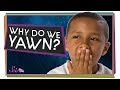 Understanding Yawning