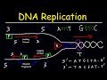 Exploring DNA Replication: Leading vs Lagging Strand Dynamics