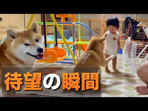 赤ちゃんの時から、待ち望んでいた能力を開眼し柴犬たちと遊ぶ１歳児