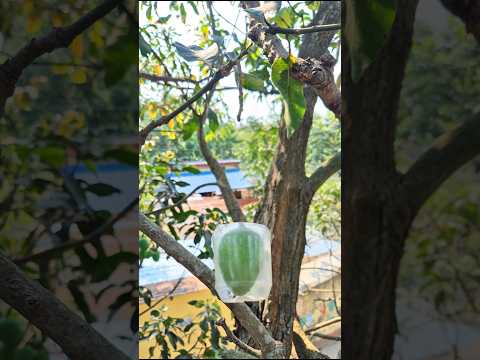 Status of mangoes #shorts #shortvideo