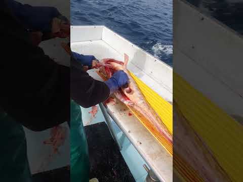 PINK LING!!| Tasmanian Fishing Life