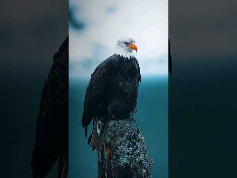 THE FALCON ๐ฆ
. (DAY 10)