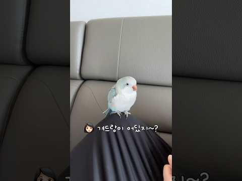 꾸꾸 겨(드)랑(이) 어디있지?? #말하는앵무새 #퀘이커앵무송꾸꾸