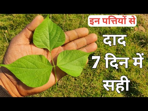 दाद एक बार में सही हो जाएगा || Desi dava for Daad || Herbs Plant Series | Home Garden
