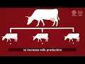 Radiation Hybrid Mapping in Animal Genetics