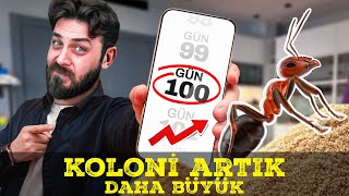 KOLONİMİZİN TAM 100. GÜNÜ! - CATAGLYPHIS NODUS -  GÜNLÜK #2