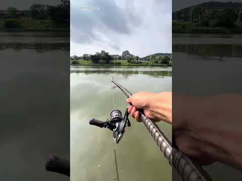 câu cá khủng chắc luôn