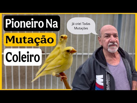 🔝 Primeiro Criador de Mutação de Coleiro Papa-Capim no Brasil! 🐦