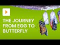 Exploring the Stages of Butterfly Metamorphosis
