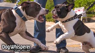 Matt Sorum from Guns N' Roses & Ace Harper Need Help With Their Frenchie! | Season 5 Episodes 21-23