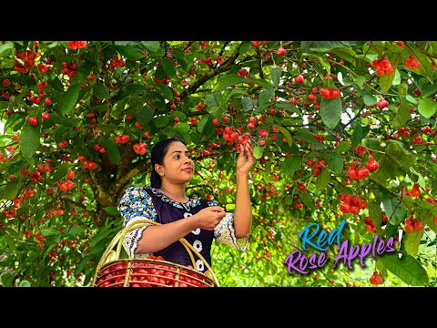 Rose apples! Best fruit for cold weather to break the laziness by making dishes | Traditional Me