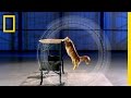 Understanding Cat Leaping Skills