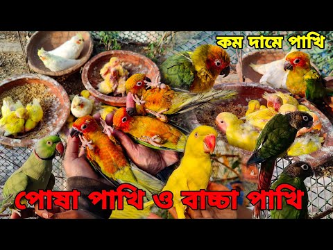 পোষা সান কনুর,লাভবার্ড পাখির বাচ্চা,কথা বলা টিয়া পাখি_Tia pakhir dam,Lovebirds_Pakh Pakhali