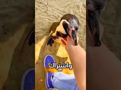 خطر لمس البطاريق باليد؟!