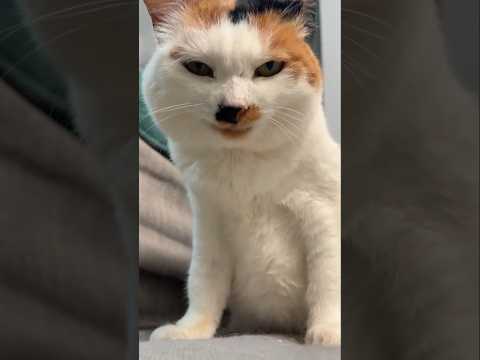 #cat #cute #catvideo #cutecat #funnyvideo #funny #pets