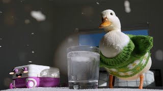Mochi the duck / ASMR