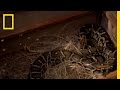 Burmese Pythons and Their Risks