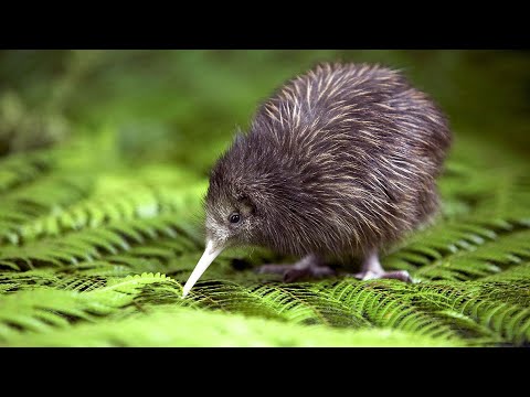 世界上最小無翅長壽鳥~小斑奇異鳥 - YouTube