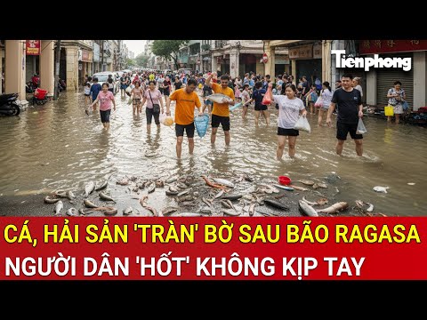 Cảnh tượng lan truyền khắp MXH, cá, hải sản 'tràn' bờ, người dân 'hốt' không kịp tay sau bão Ragasa