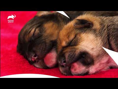 Milky White Pup Leads The Pack's Exploration | Too Cute | Animal Planet