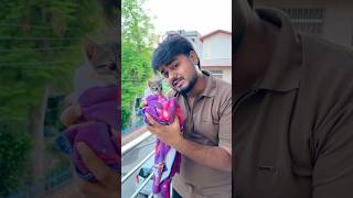 Cute Cat Ko Vapis Jaana Padega ~ Sujal Thakral #shorts #ytshorts #youtubeshorts #cat #cutecat