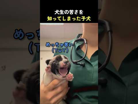 犬生の苦さを知ってしまった子犬