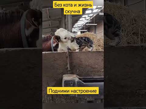 коты без границ, смешные хвостики #тренд #смех #юмор #кот #шортс #рек #funny #trend #joker