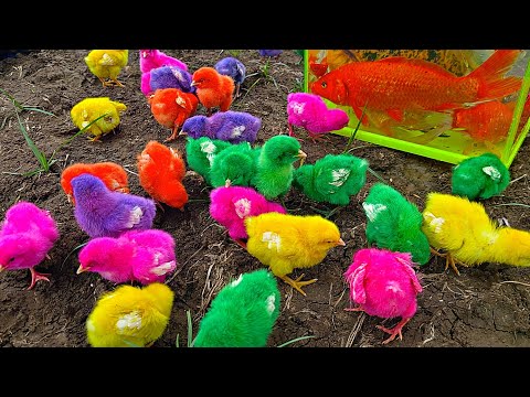 Menangkap ayam lucu, ayam warna warni, ikan lele, ikan hias, ikan besar, kura-kura, burung.part523