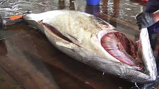Jaw Dropping Tuna Cutting Skills #bluefintuna hd