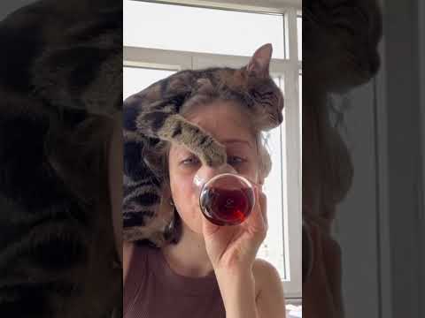 Домашние кошки достойные медали за вопиющую беспардонность. #смешно  #cat #юмор #кошки