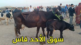 سوق الأحد فاس 27/7/2025 أثمنة العجلة الكسابية وديال التسمين والعجل الكسابي وݣزاري وبقرات فرجة ممتعة